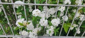 Enlarge photo 319