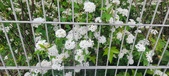 Enlarge photo 320