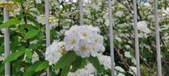 Enlarge photo 321