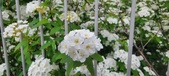 Enlarge photo 322