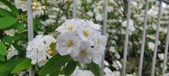 Enlarge photo 324