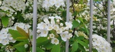 Enlarge photo 325