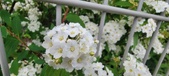 Enlarge photo 326