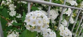 Enlarge photo 327