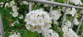 Enlarge photo 330