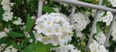 Enlarge photo 331