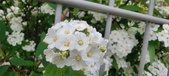 Enlarge photo 332