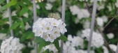 Enlarge photo 333