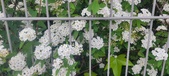 Enlarge photo 334