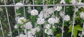 Enlarge photo 335