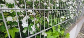 Enlarge photo 337