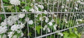 Enlarge photo 338