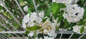 Enlarge photo 339