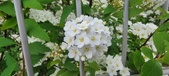 Enlarge photo 341