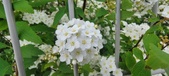Enlarge photo 343