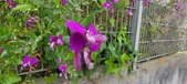 Enlarge photo 345