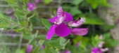 Enlarge photo 348