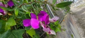 Enlarge photo 355