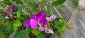 Enlarge photo 356