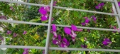 Enlarge photo 358
