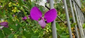 Enlarge photo 362