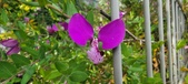 Enlarge photo 363