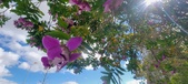 Enlarge photo 369
