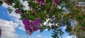 Enlarge photo 370