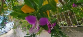 Enlarge photo 372