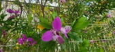 Enlarge photo 375