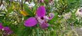 Enlarge photo 376