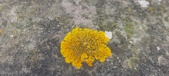 Enlarge photo 388