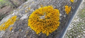 Enlarge photo 395