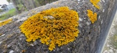 Enlarge photo 396