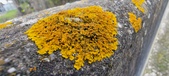 Enlarge photo 397