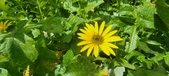 Enlarge photo 452