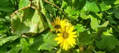 Enlarge photo 453