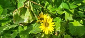 Enlarge photo 454