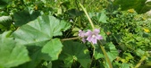 Enlarge photo 455