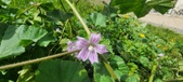 Enlarge photo 456