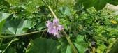Enlarge photo 457