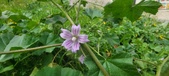 Enlarge photo 464