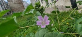 Enlarge photo 463