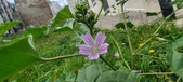 Enlarge photo 462