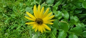 Enlarge photo 467