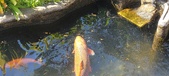 Enlarge photo 166
