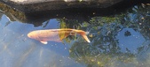 Enlarge photo 169