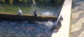 Enlarge photo 177