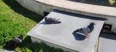 Enlarge photo 187