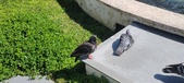 Enlarge photo 196